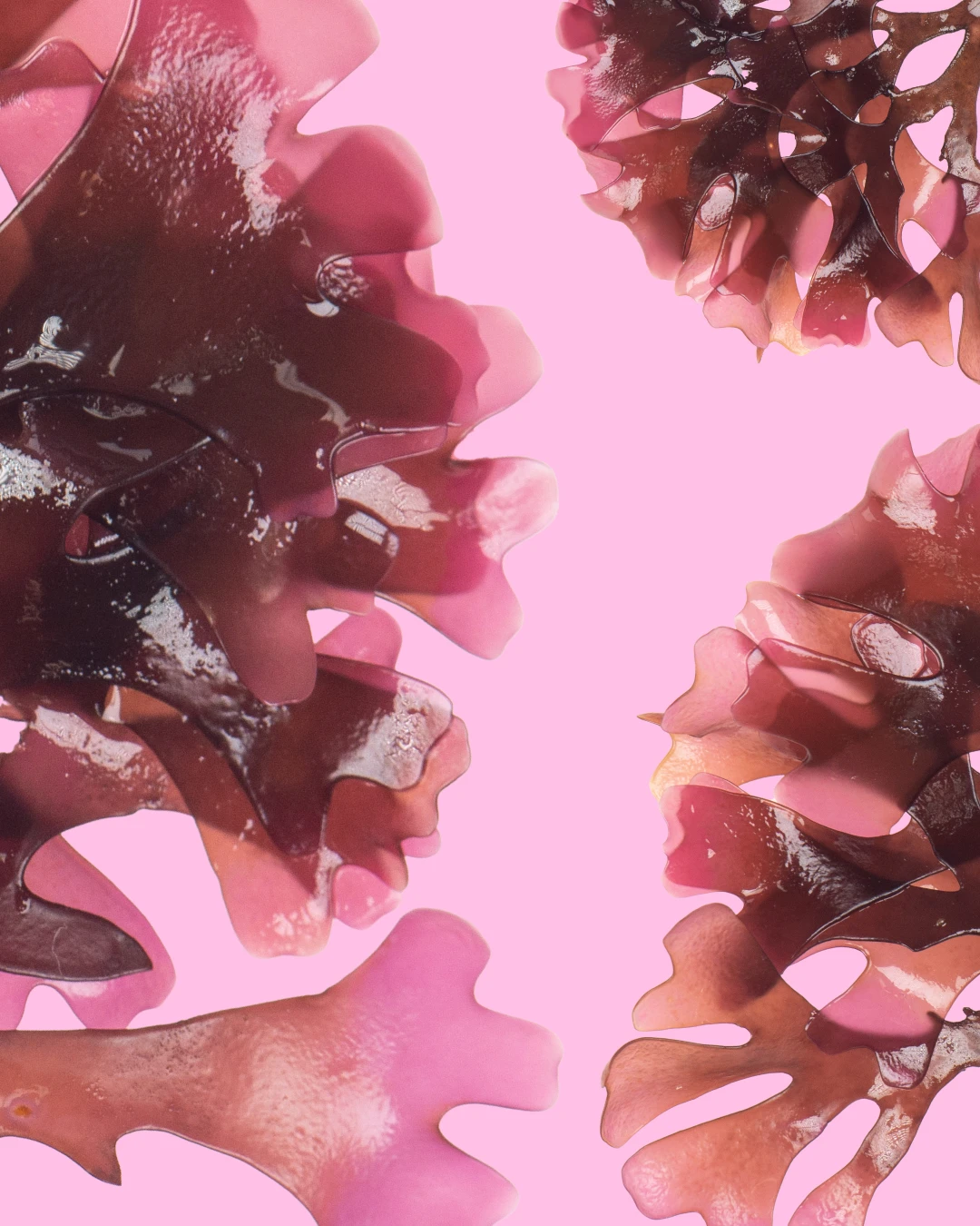 Что такое Sea Moss