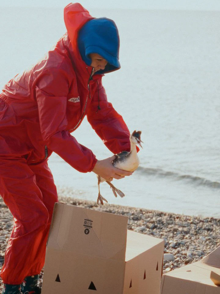 Госпиталь для птиц