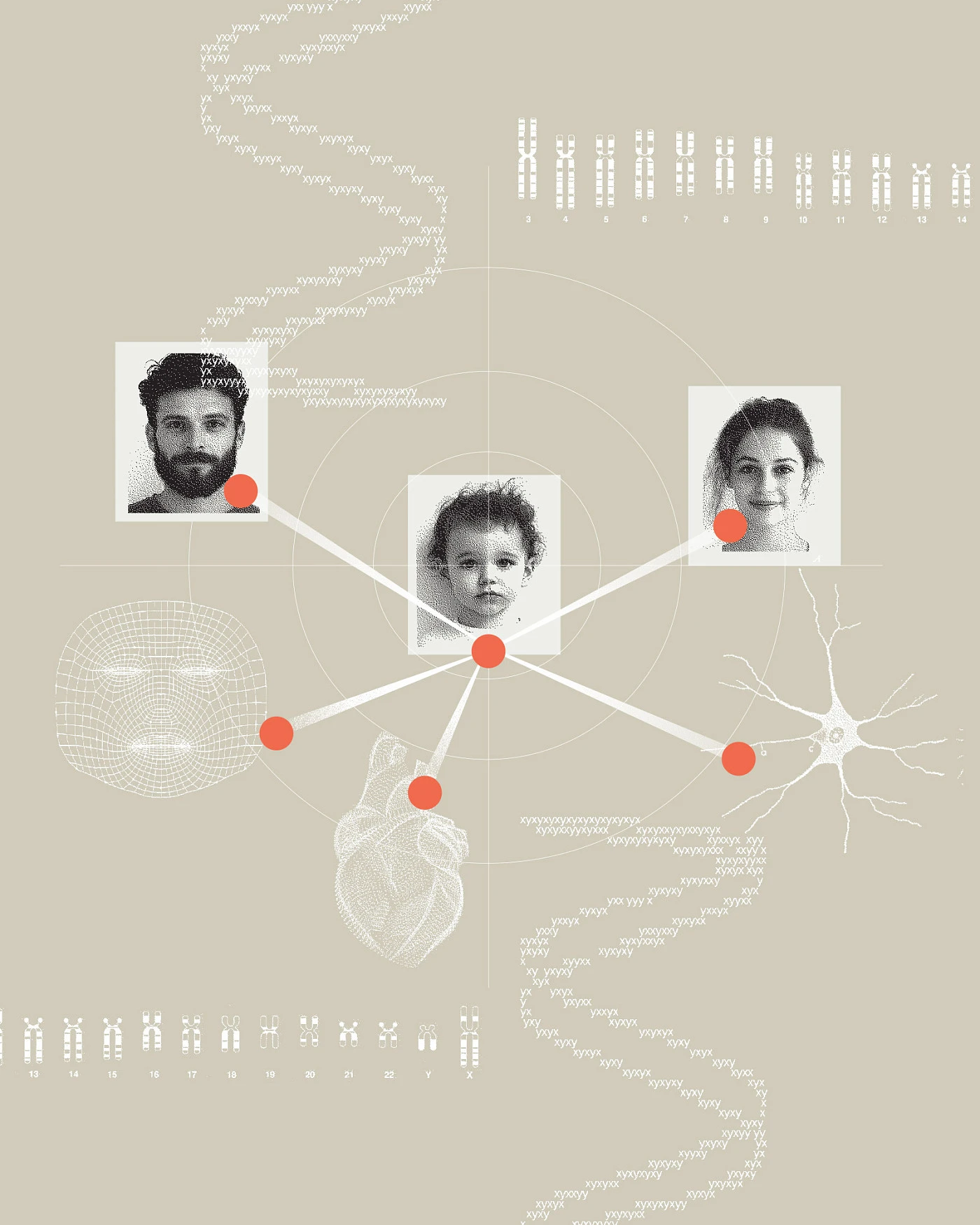 Интеллект — от матери, фигура — от отца?