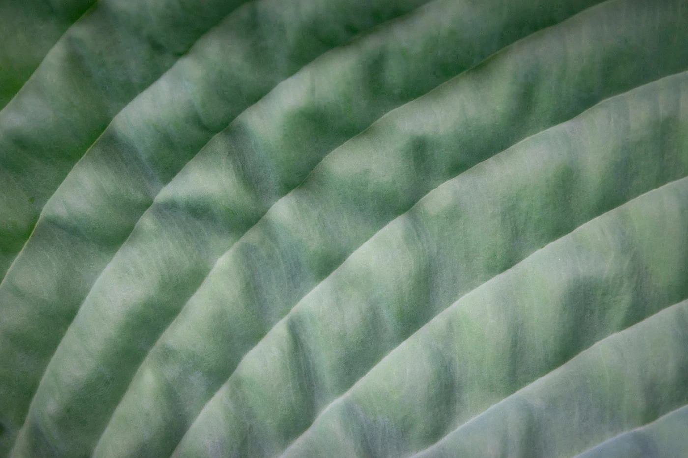 Как работают антиоксиданты и зачем нужны